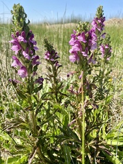 Pedicularis crenulata