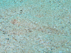 Synodus dermatogenys