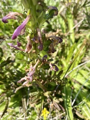 Pedicularis crenulata