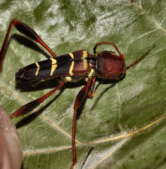 Neoclytus acuminatus