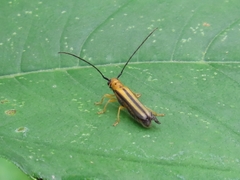 Oberea tripunctata