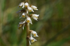 Brachystele camporum