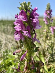 Pedicularis crenulata