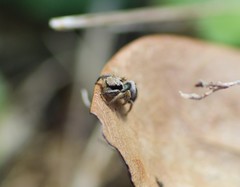 Habronattus coecatus