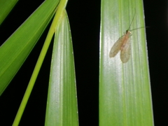 Neuroptera