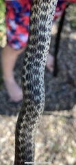 Thamnophis elegans vagrans