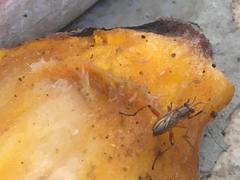 Sciomyzoidea