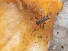 Sciomyzoidea