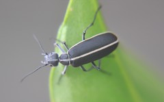 Epicauta cinctipennis