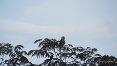 Amazona auropalliata