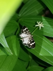 Trichodezia californiata