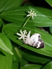 Trichodezia californiata