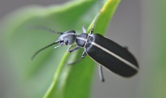 Epicauta cinctipennis