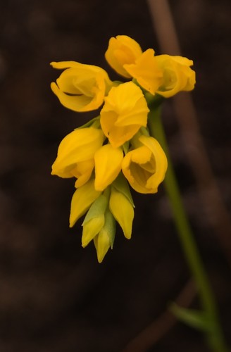 Schizochilus