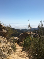 Galium cliftonsmithii