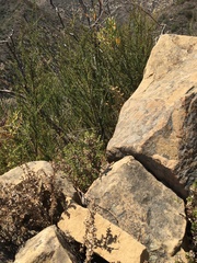 Galium cliftonsmithii