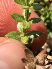 Galium cliftonsmithii