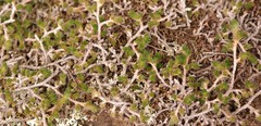 Selaginella caffrorum