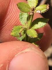 Galium cliftonsmithii