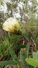 Protea mundii