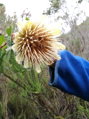 Protea mundii