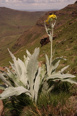 Senecio macrospermus