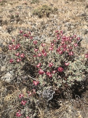 Eriogonum douglasii