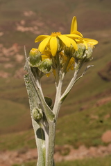 Senecio macrospermus