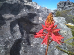 Disa ferruginea
