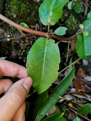 Hydrangea serratifolia
