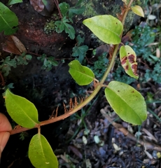 Hydrangea serratifolia