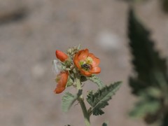 Macroteropsis