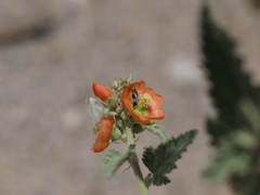 Macroteropsis