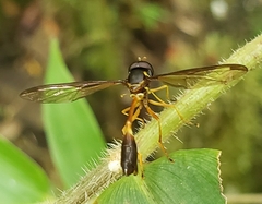 Salpingogaster
