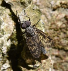 Rhagio punctipennis