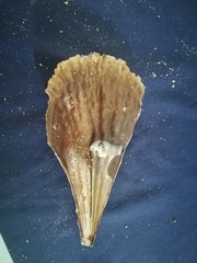 Pinna rugosa