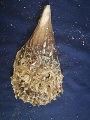 Pinna rugosa