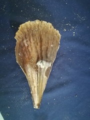 Pinna rugosa