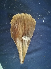 Pinna rugosa