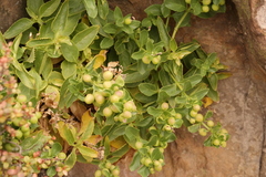 Teedia lucida