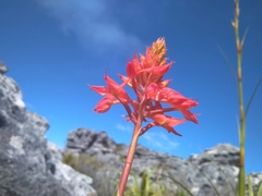 Disa ferruginea