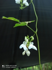 Rhynchosia reticulata