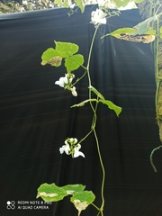 Rhynchosia reticulata