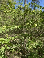 Viburnum plicatum