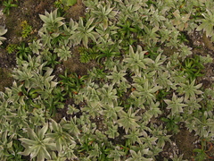 Pleurophyllum hookeri