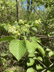 Viburnum plicatum