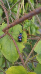 Platycorynus undatus