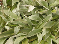 Pleurophyllum hookeri