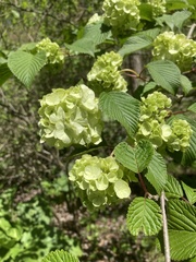 Viburnum plicatum