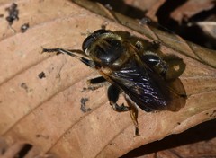 Teuchocnemis lituratus